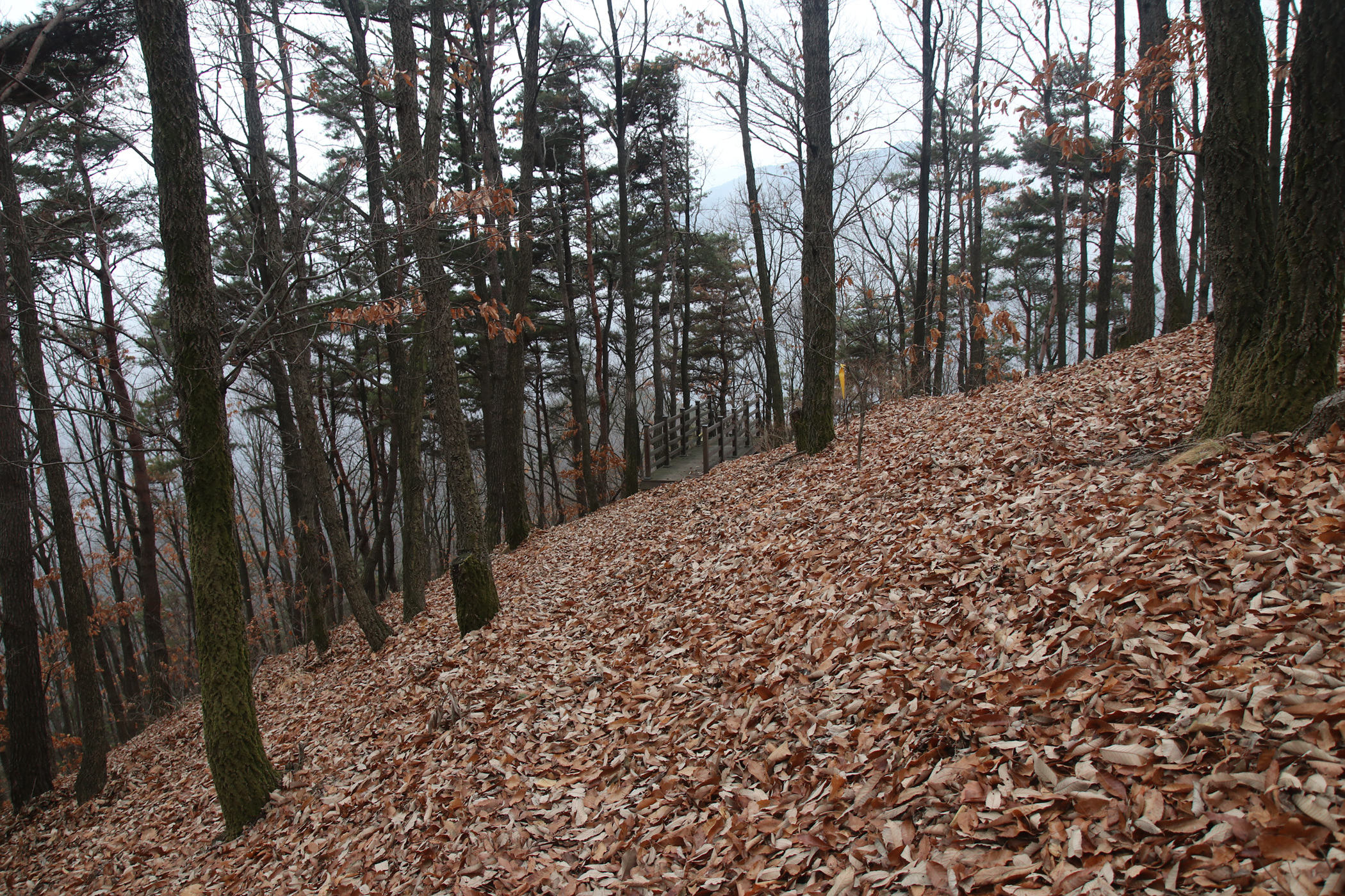 경남 의령군 국사봉 05 31
