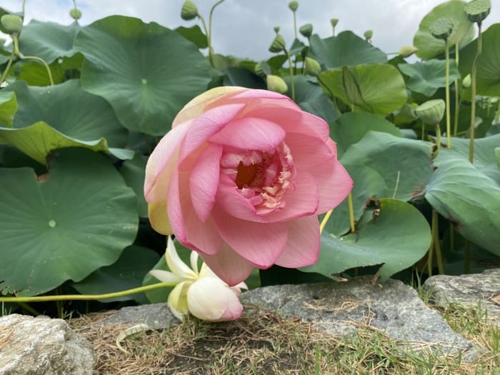 세미원 연꽃축제 연꽃피는시기