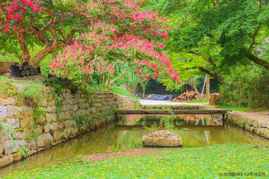 [4월 봄꽃 여행]서산 개심사 겹벚꽃·청벚꽃 여행기❘벚꽃 개화 상황, 아직은 시작, 그러나 곧 절정