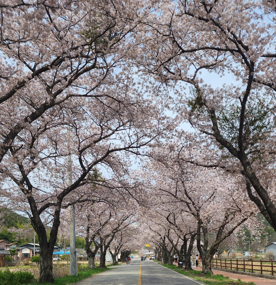 경주-암곡-벚꽃나무-터널