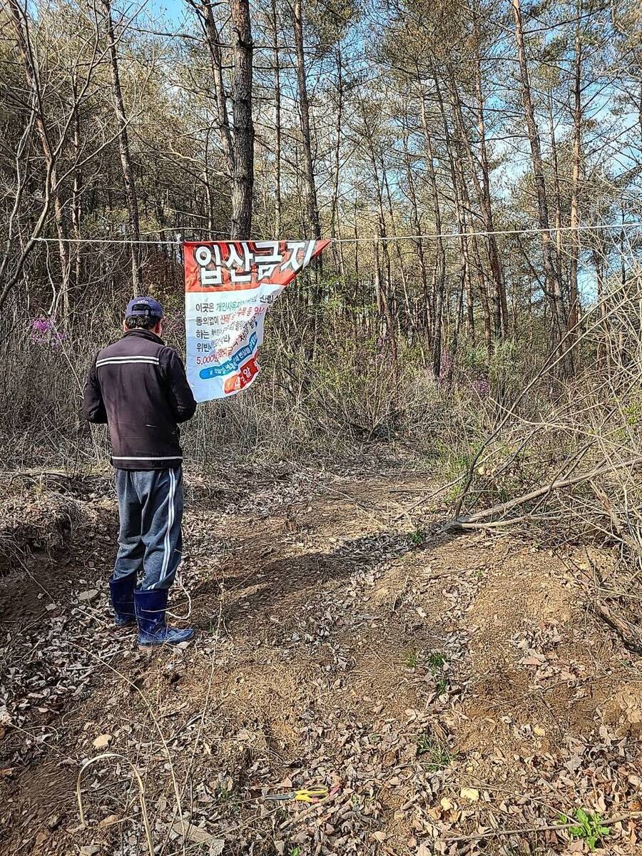 봄 고사리&amp;#44; 엄나무순&amp;#44; 두릅 채취시기 봄 산나물 불법 채취는 불법