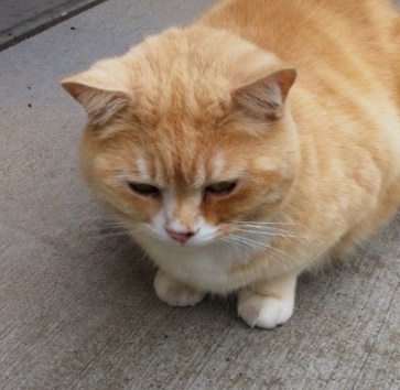  고양이 평균수명, 품종별 수명 링크로 확인 바랍니다.