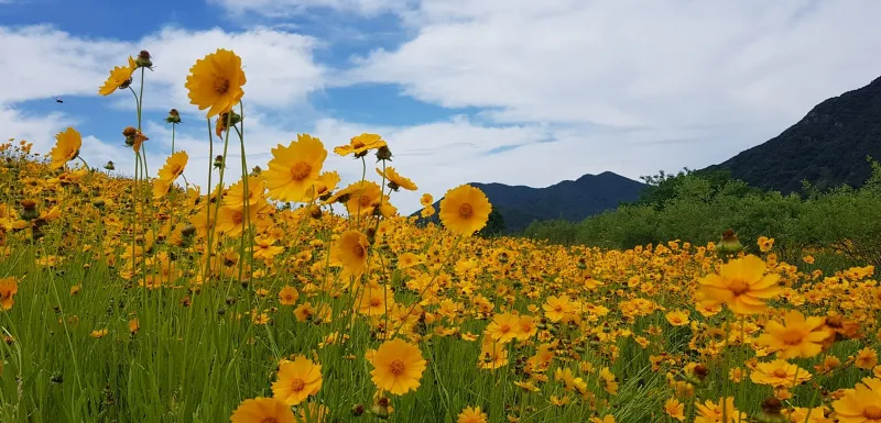 창원 비음산 금계국