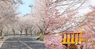 서울 벚꽃 개화시기