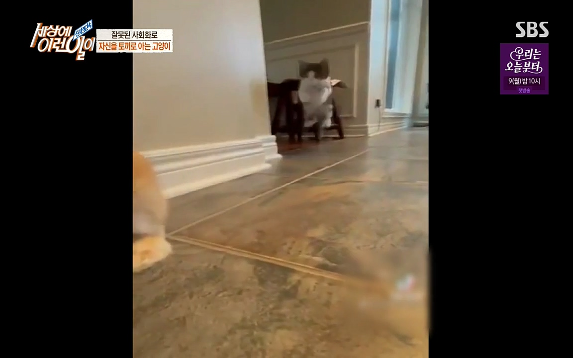 순간포착 세상에 이런일이.E1178.220504p-NEXT.mp4_20220504_175620.318.jpg