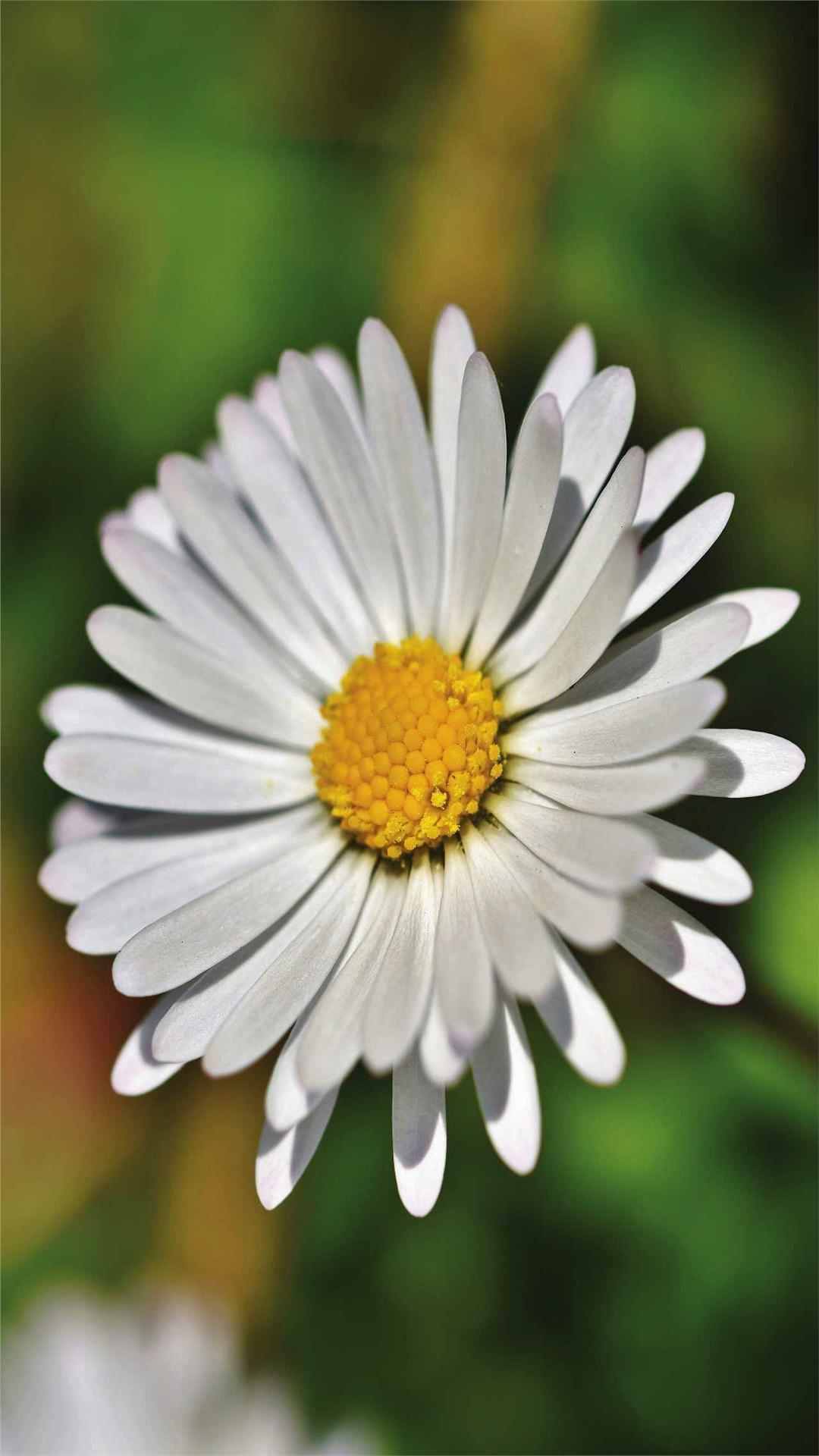 Daisy Flower iPhone Wallpaper