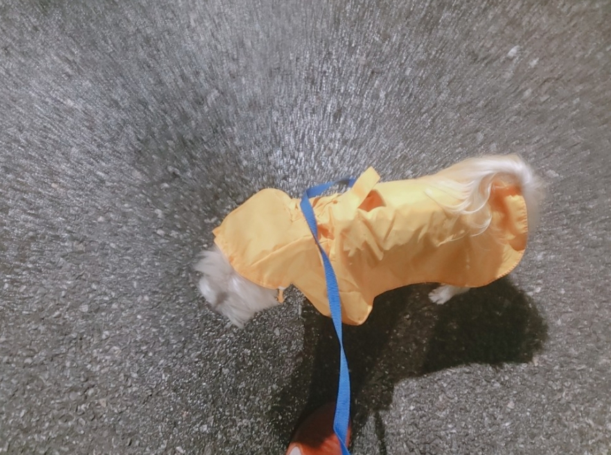  강아지 비오는날 우비(판초레인 코트) 입고 산책가기