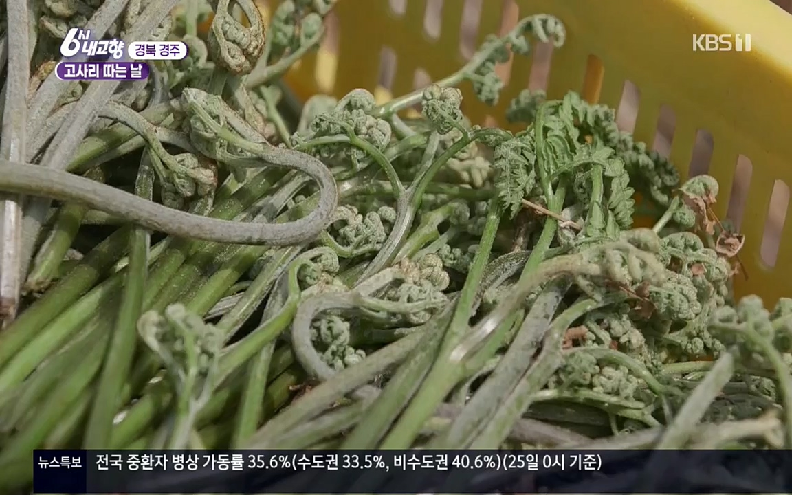 6시 내고향.E7518.220426p.H264-F1RST.mp4_20220504_192757.776.jpg
