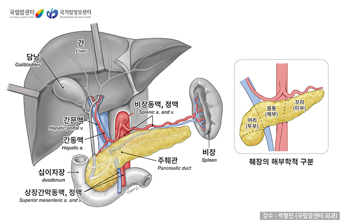 췌장의 구조