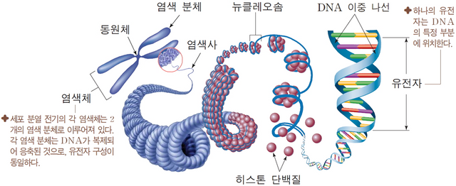 염색체와-DNA-구조