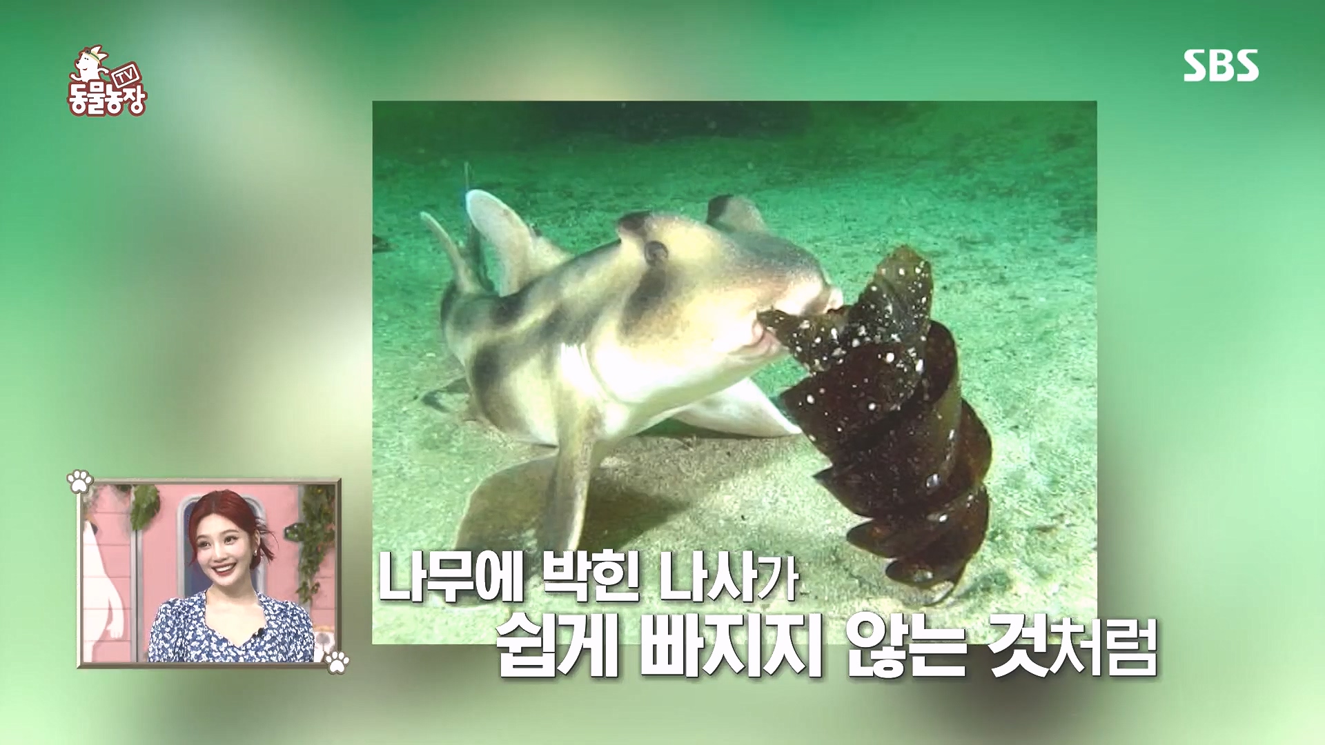 TV 동물농장.E1185.240818p.H264-F1RST.mp4_20240818_154558.980.jpg