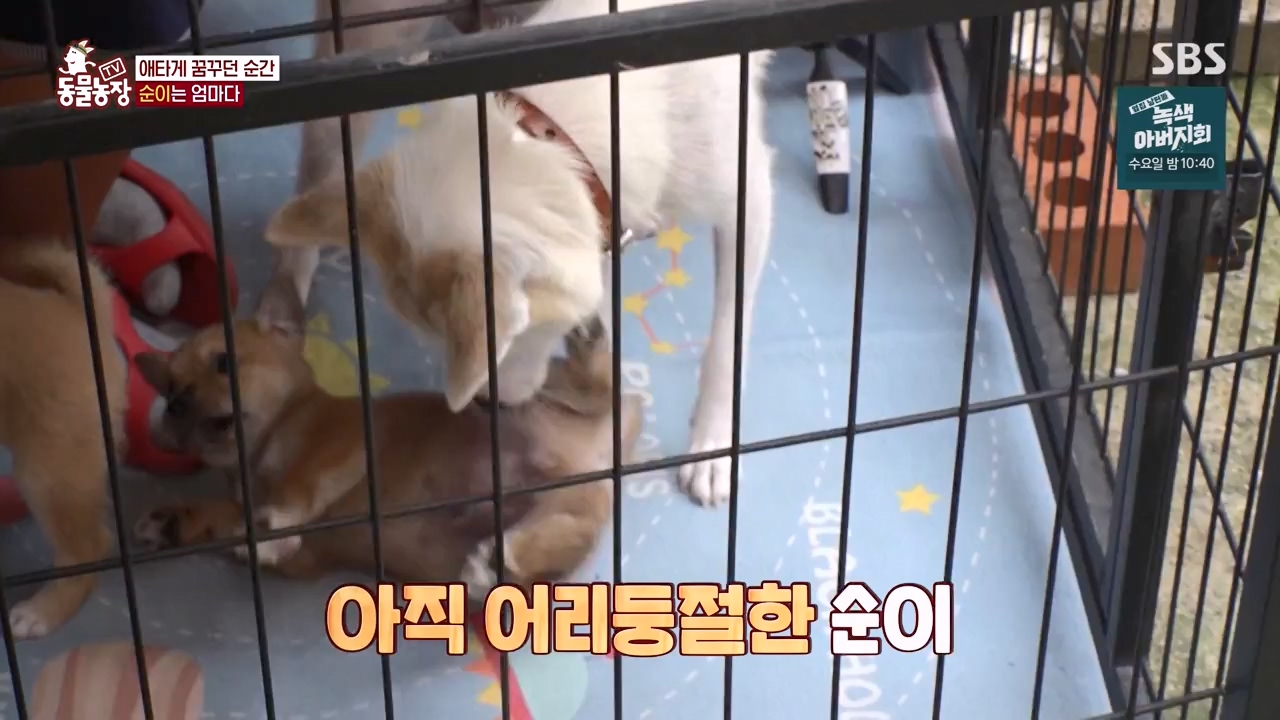 TV 동물농장.E1143.231030p-NEXT.mp4_20231029_164104.245.jpg