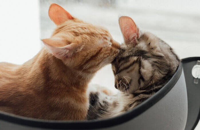 고양이 한마리가 다른 고양이 이마를 핥아주고 있는 모습