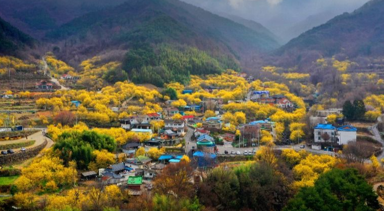 2025년 구례 산수유꽃 축제