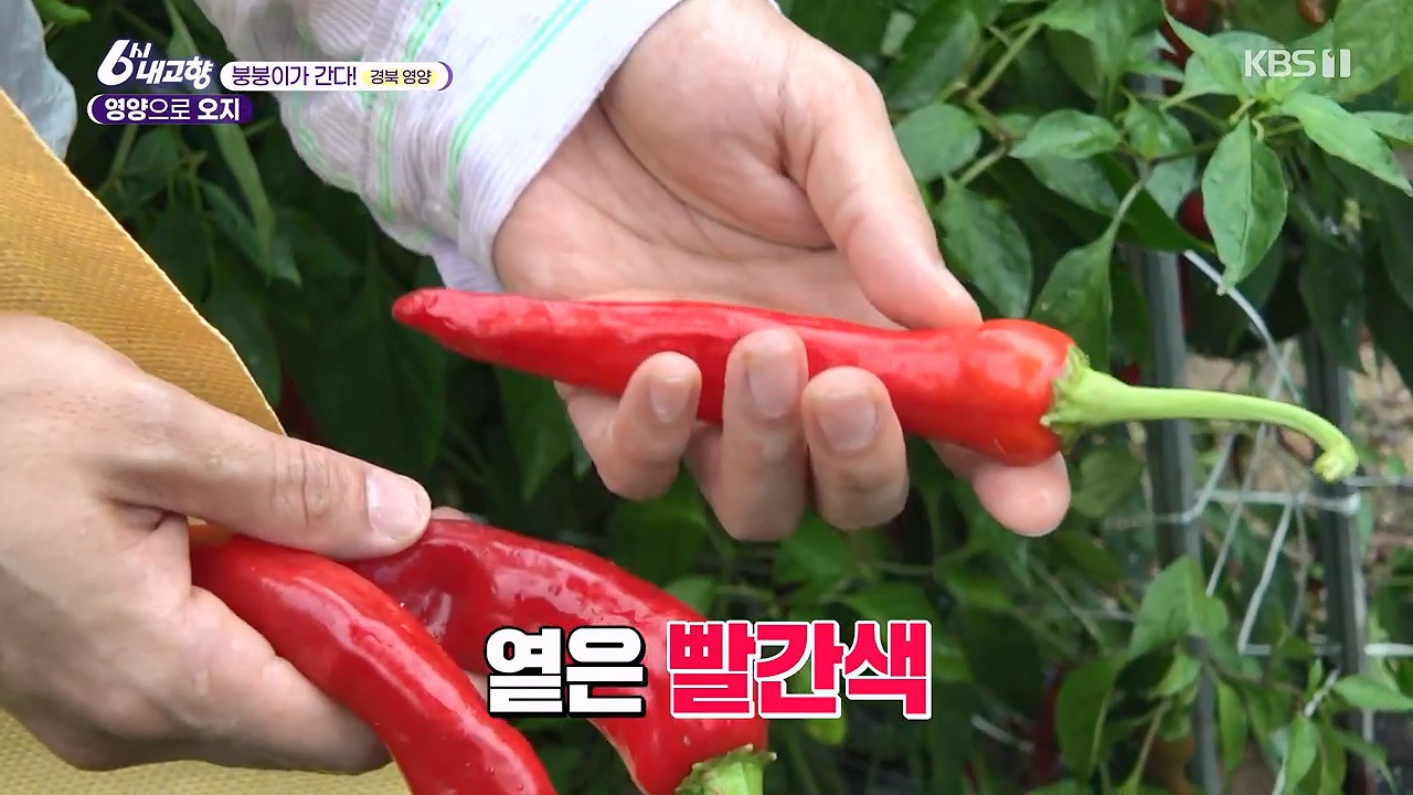 6시 내고향.E7878.230912p-NEXT.mp4_20230918_204008.483.jpg
