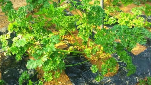 파슬리재배-수확시기-수확방법