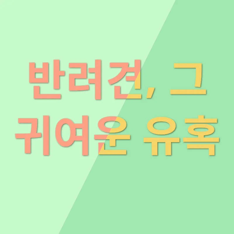 포메라니안 분양_1