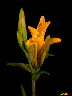 img.gif