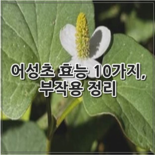 어성초 효능 10가지, 부작용 알아보기