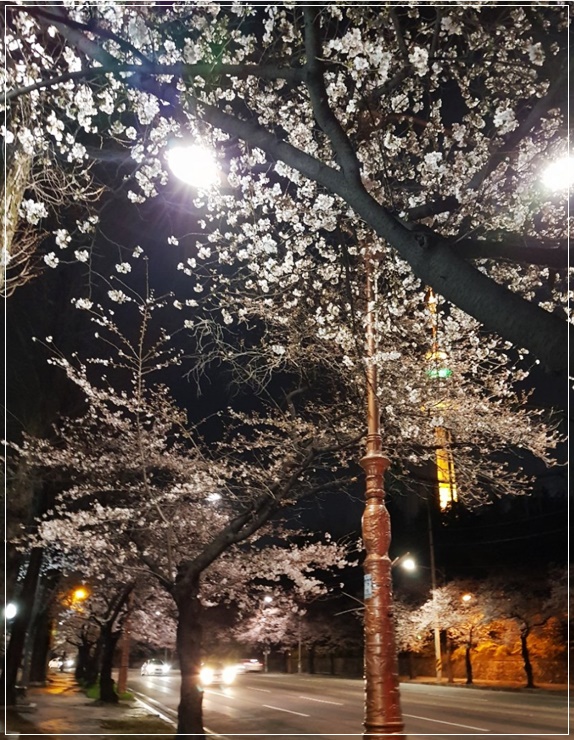  대구 이월드 근처 벚꽃 가볼만한 두류공원 성당못