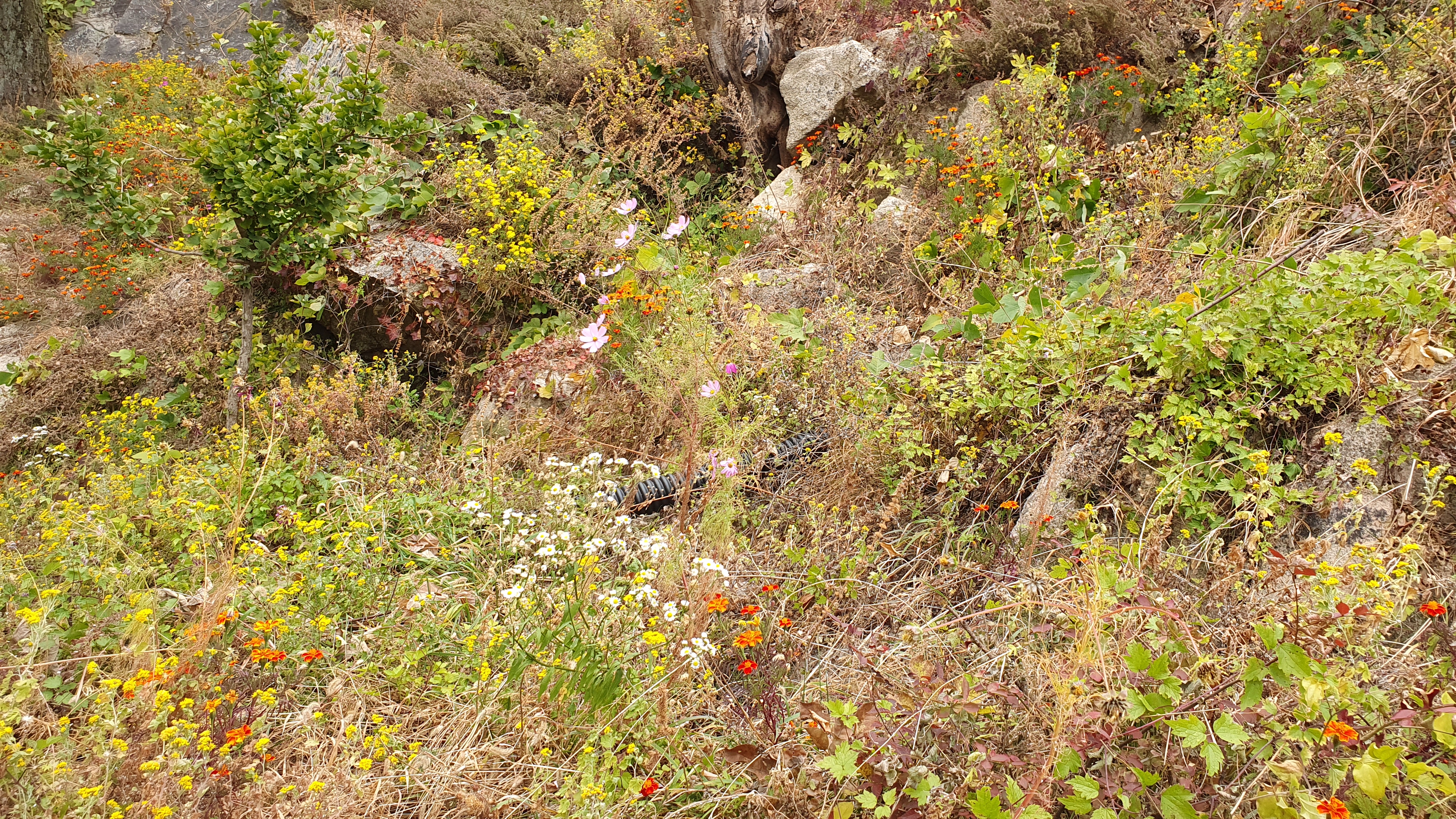 북한산 (2020-10-21) 31