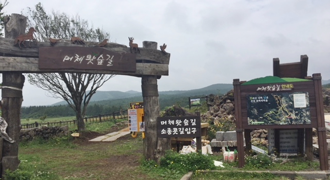  제주도 가볼 만한 곳 - 머체왓숲길 - 제주 웰니스 관광지 자연․숲 치유 테마