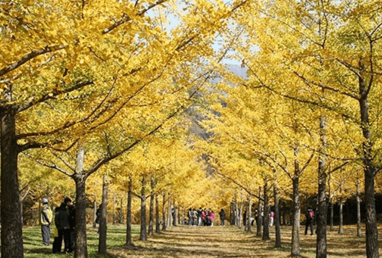 홍천 은행나무길