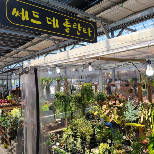 쎄드데플란타