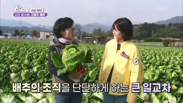 6시 내고향_김장의 필수품 평창 고랭지 배추 - 강원 평창 [슬기로운 두 반장] 슬기로운 어르신들을 찾아서 (충북 제천) [붕붕이가 간다] 철원에 무슨 일이 (강원 철원) [인생은 행복海] 우리는 환상의 사촌 (경남 통영).ts_20231117_205436.022.jpg