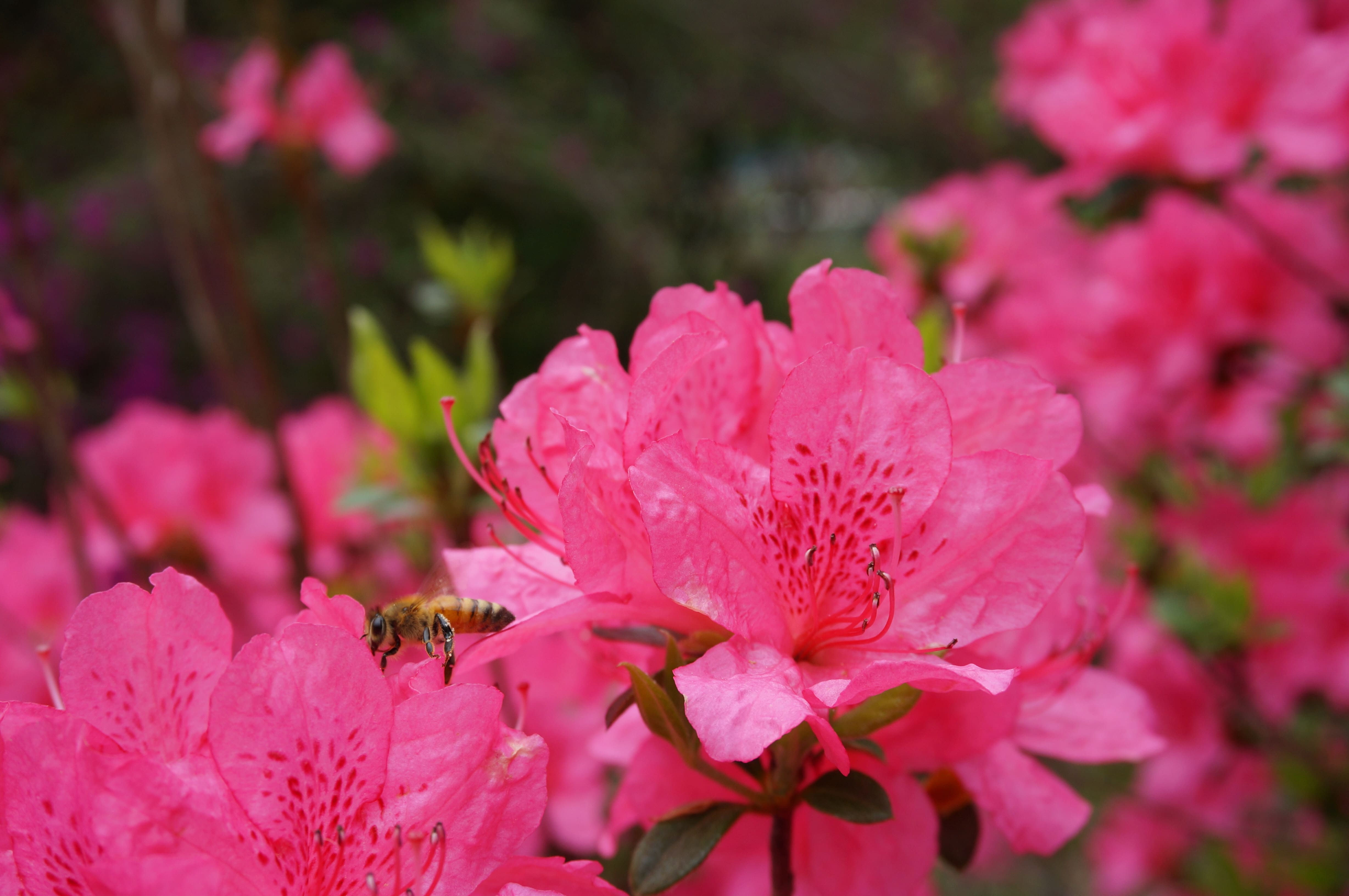 화산꽃동산의 꿀벌과 철쭉