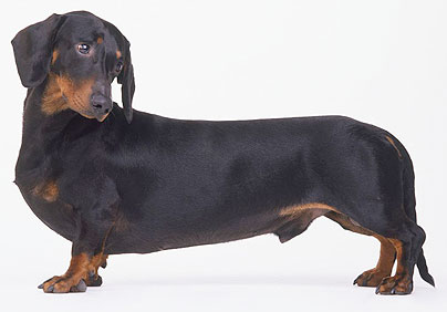 닥스훈트(DACHS HUND) 이미지
