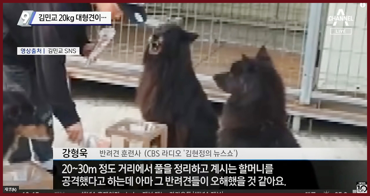  김민교 강아지 벨지안쉽도그에 물린 할머니 사망