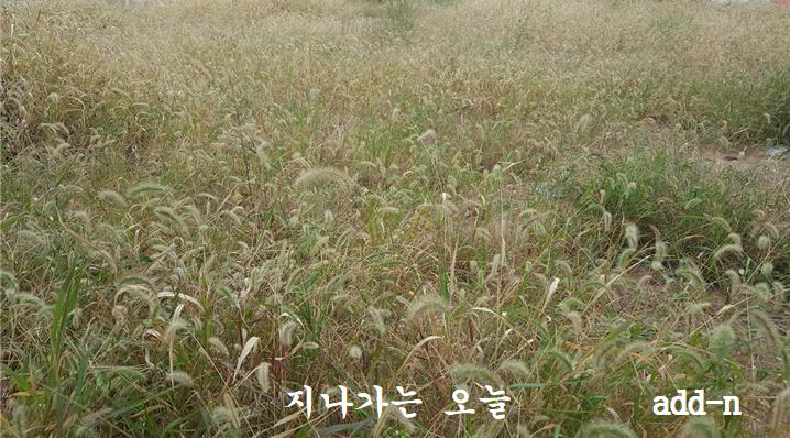 가을의 강아지 풀밭