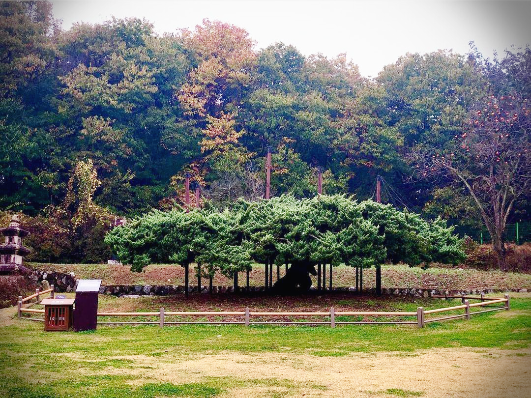 봉산 향나무 : 천연기념물 321호