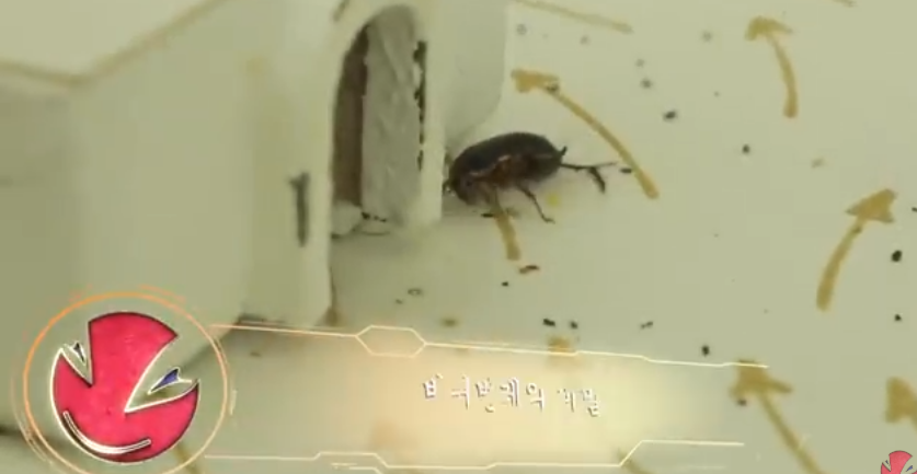 바퀴벌레가 연구 이후 어떻게 됐을까?