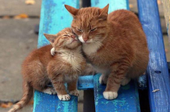  길고양이 친해지기 위한 겨울집 준비 도와주기