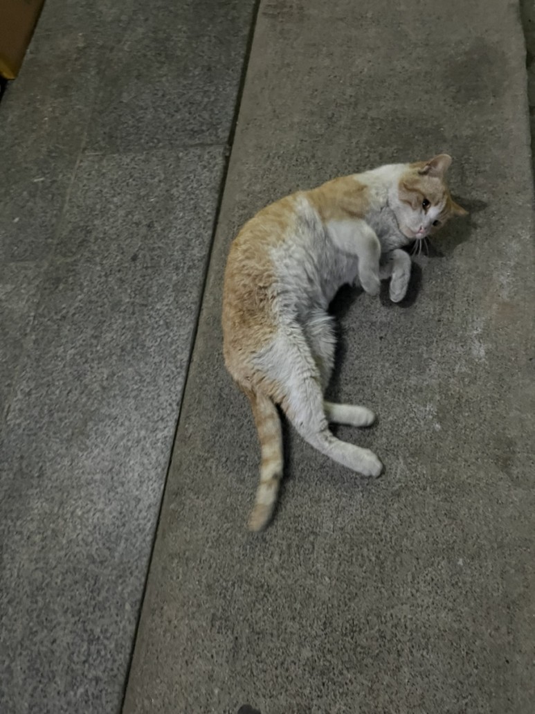 고양이 간택 고양이 3