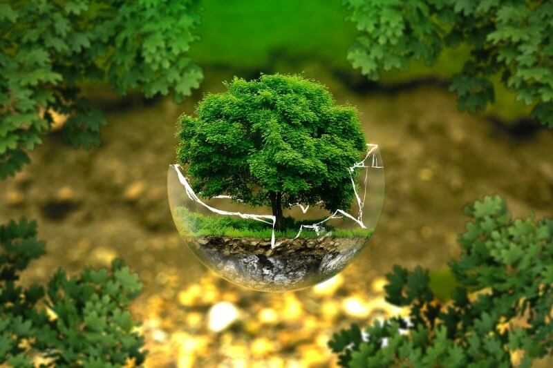 녹색 나무가 투명한 구에 담겨있는 사진