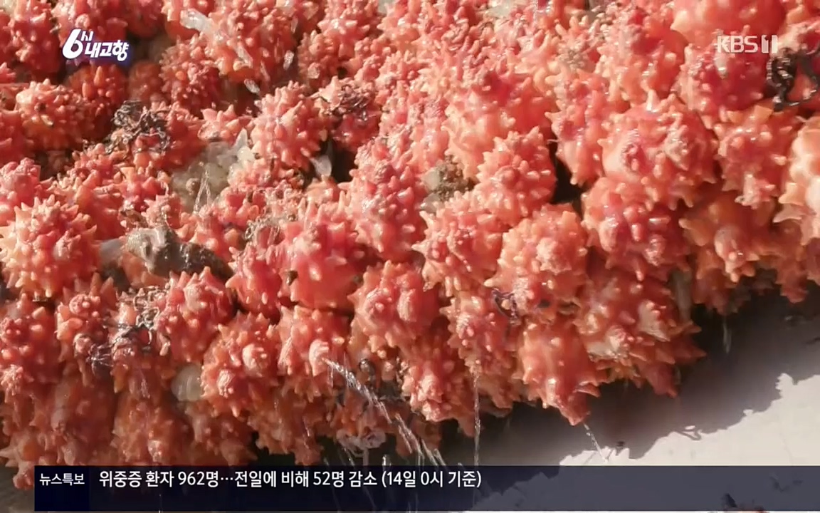 6시 내고향.E7511.220415p.H264-F1RST.mp4_20220425_174118.431.jpg
