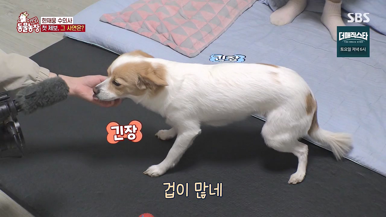 TV 동물농장.E1174.240603p-NEXT.mp4_20240602_155739.608.jpg