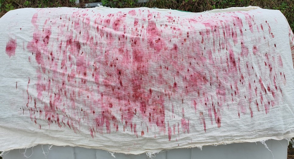 오미자의 오미자(五味子)가 남긴 2021년 7