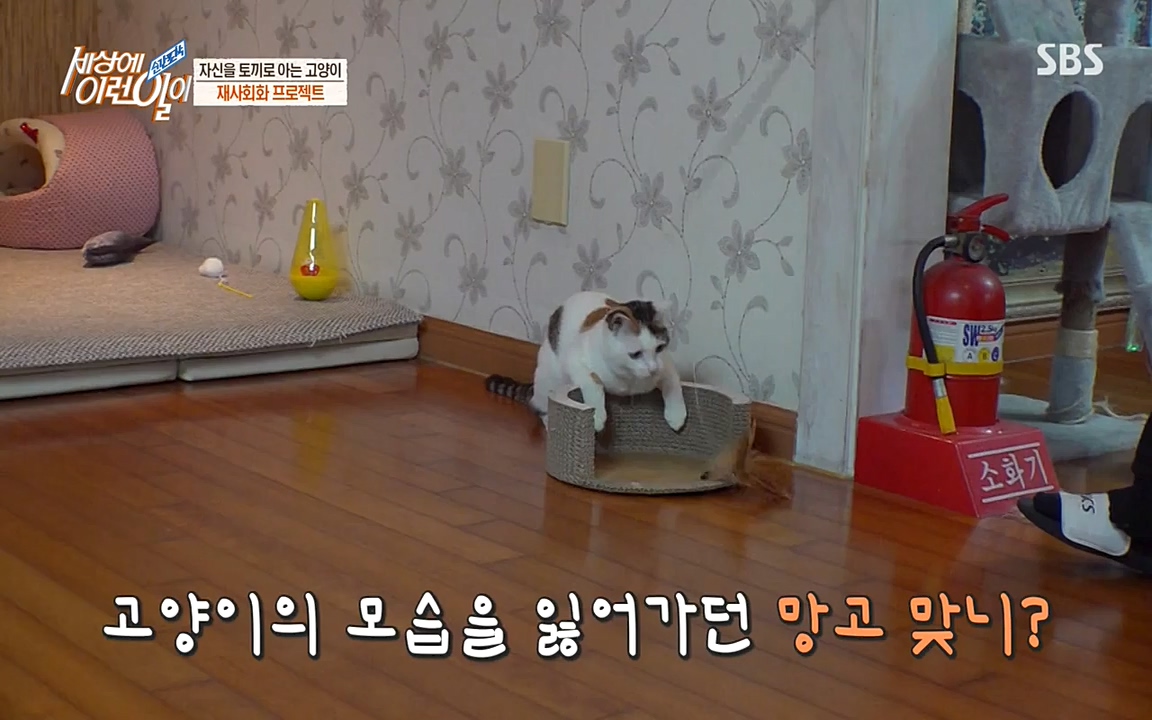 순간포착 세상에 이런일이.E1178.220504p-NEXT.mp4_20220504_180746.198.jpg