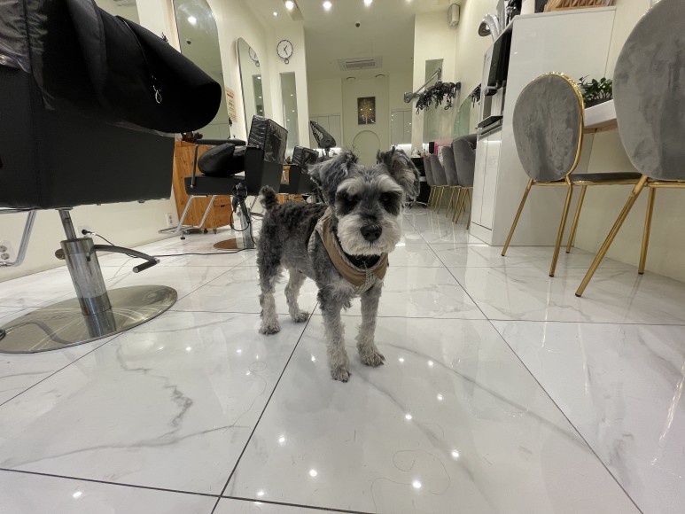 발레아주 색감 미쳤다 광교 미용실 애쉬그레이 3