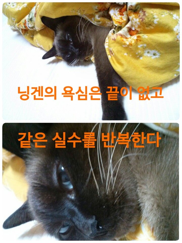 닝겐의 욕심은 끝이 없고
같은 실수를 반복한다
