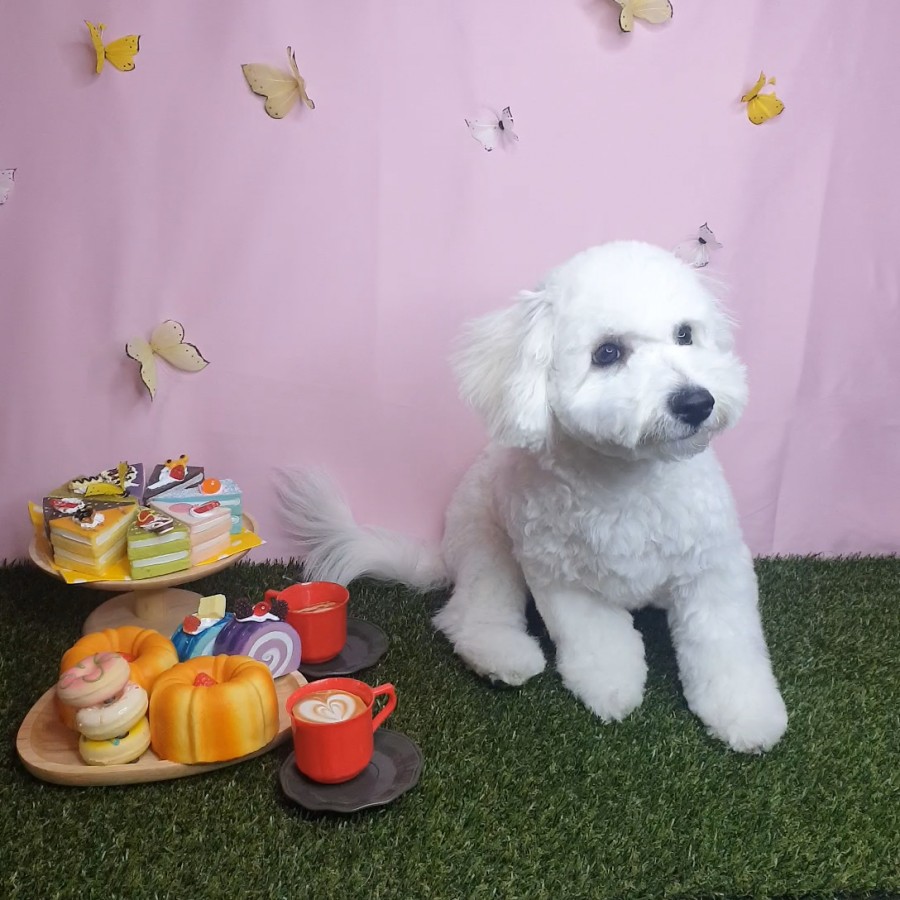 스타일 때문에 고민이시라면?! 블링펫으로~~ 강아지 미용실 4