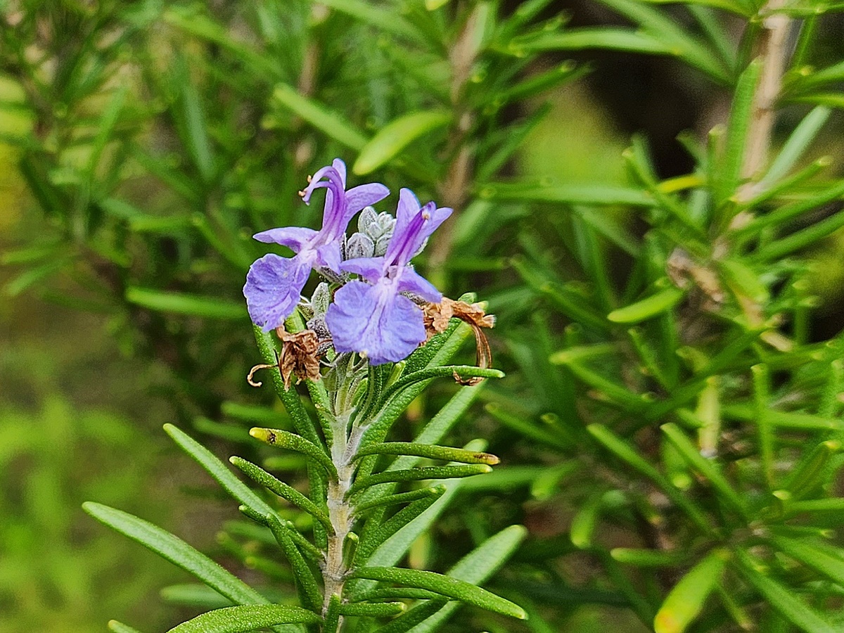 로즈마리 Rosemary