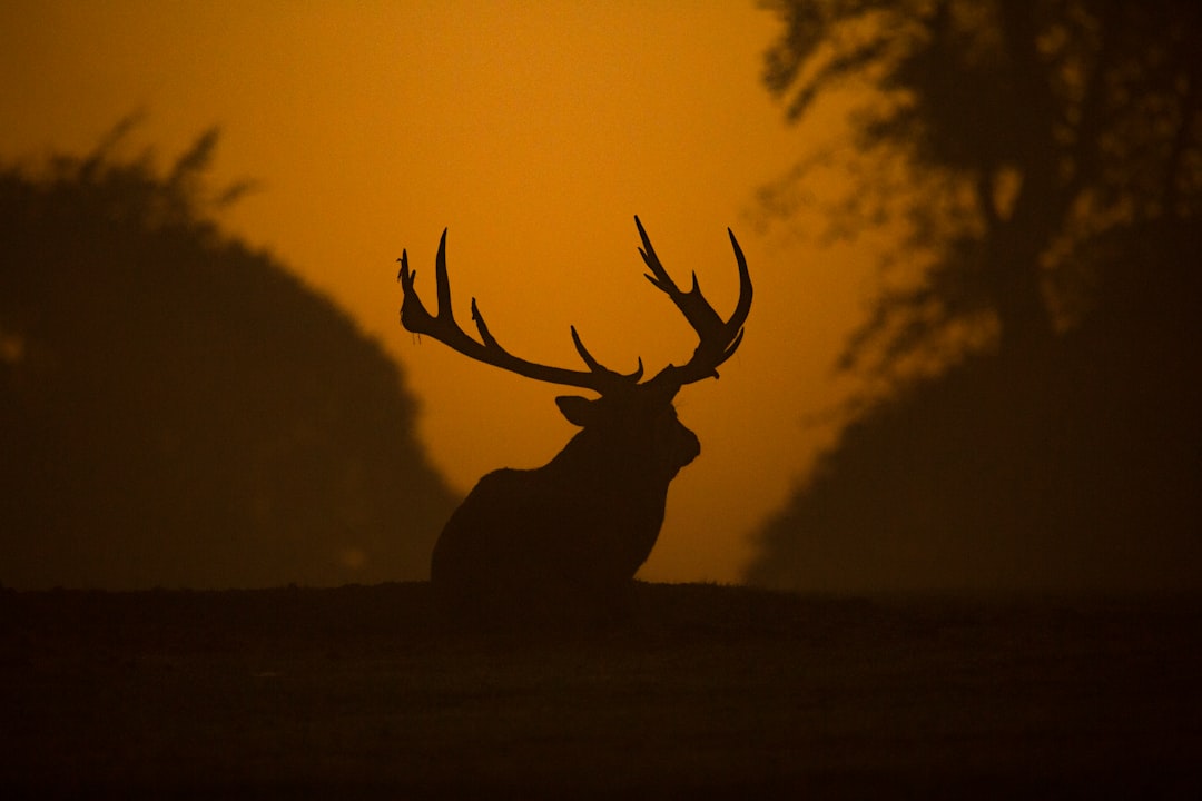 Deer