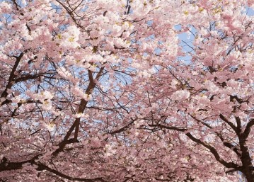 서울 및 수도권 벚꽃 축제