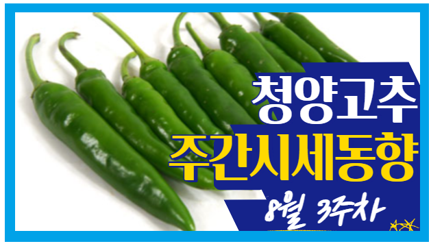  [경매사 고추품종별 주간 동향보고] 끝모를 시세하락으로 어려움을 겪고 있는 "청양고추" (8월 3주차)