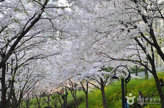 석촌호수공원-벚꽃-터널-출처-한국관광공사
